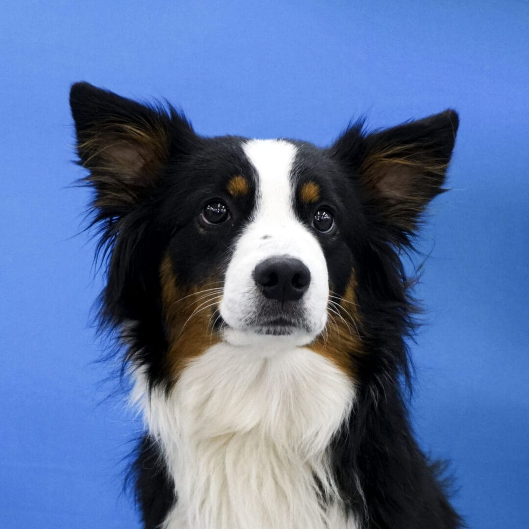 A black and white dog with brown spots on its face.