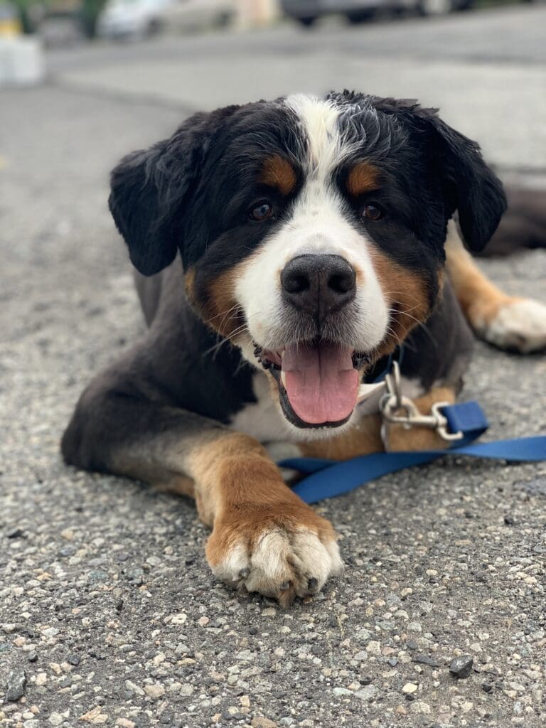 A dog laying on the ground with its tongue hanging out.