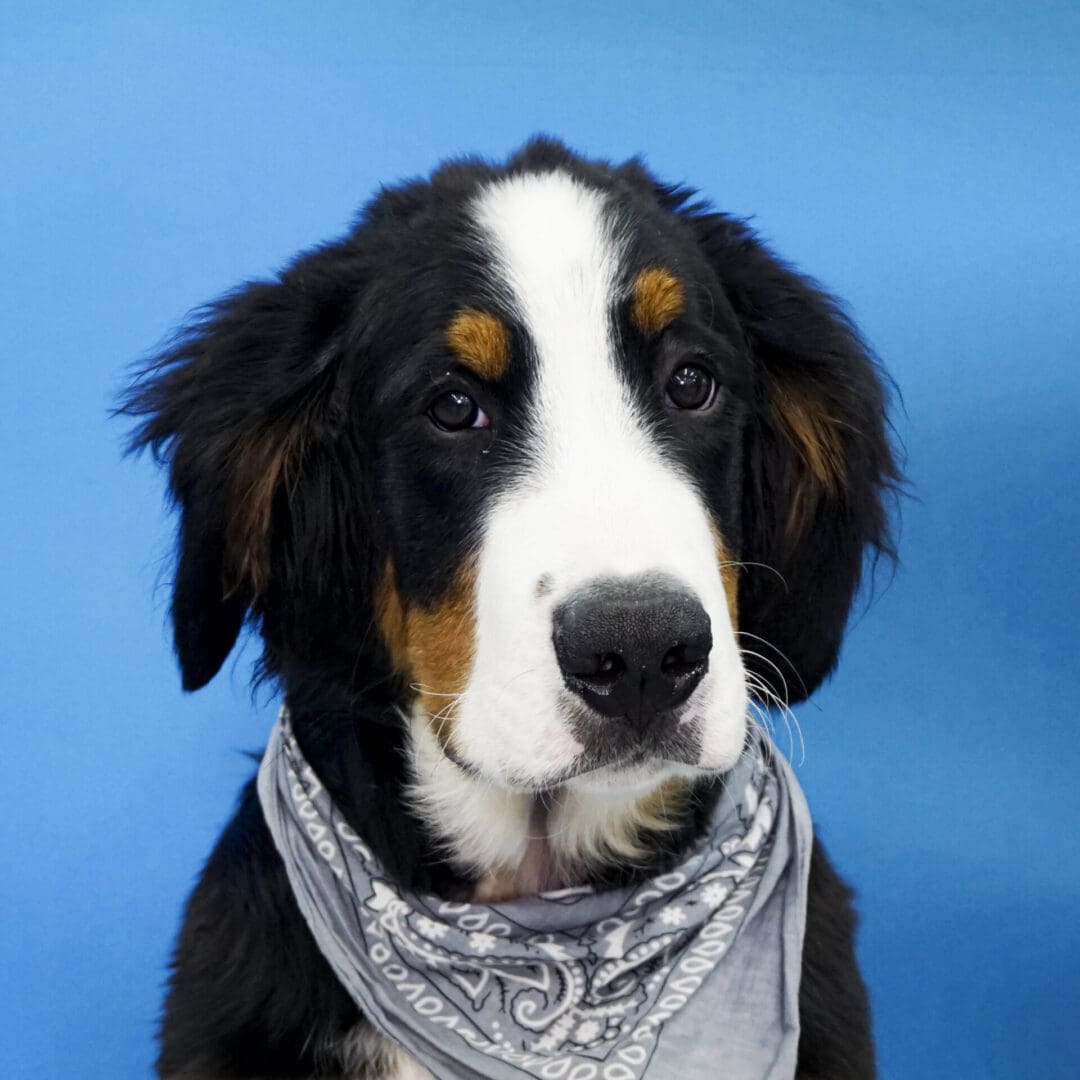 A dog with a bandanna on its neck.